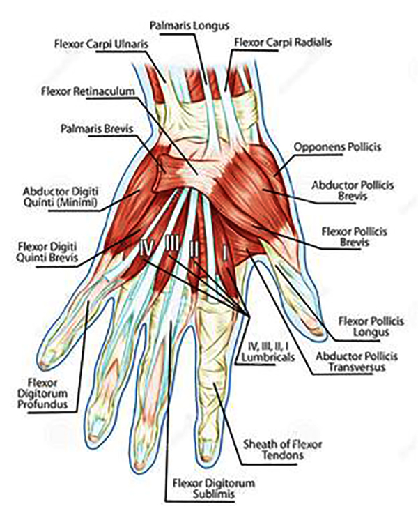 Anatomical Illustration of the Hand